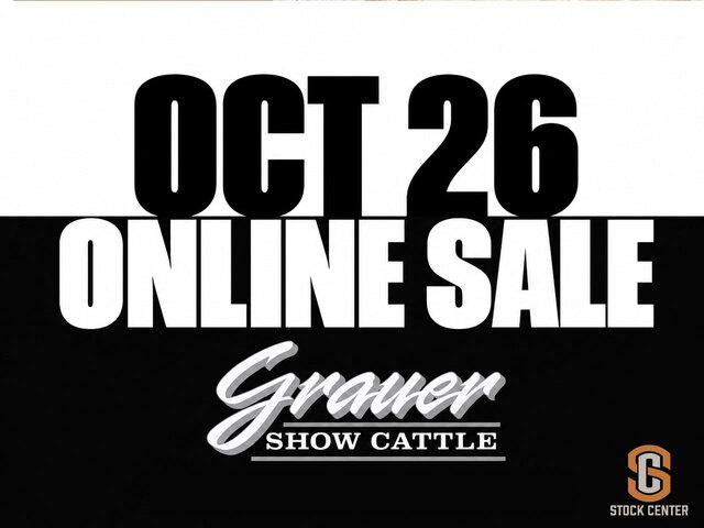 Grauer Show Cattle Online Sale