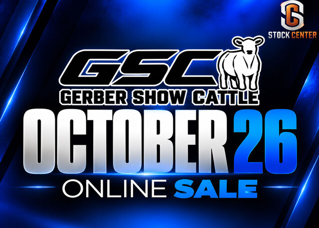 Gerber Show Cattle Online Sale