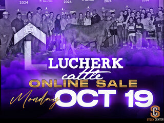 Lucherk Cattle Online Sale