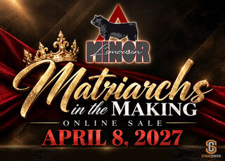 Minor Limousin Matriarchs in the Making