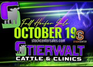 Stierwalt Cattle and Clinics Heifer Sale