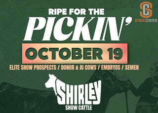 Shirley Show Cattle Ripe For The Pickin